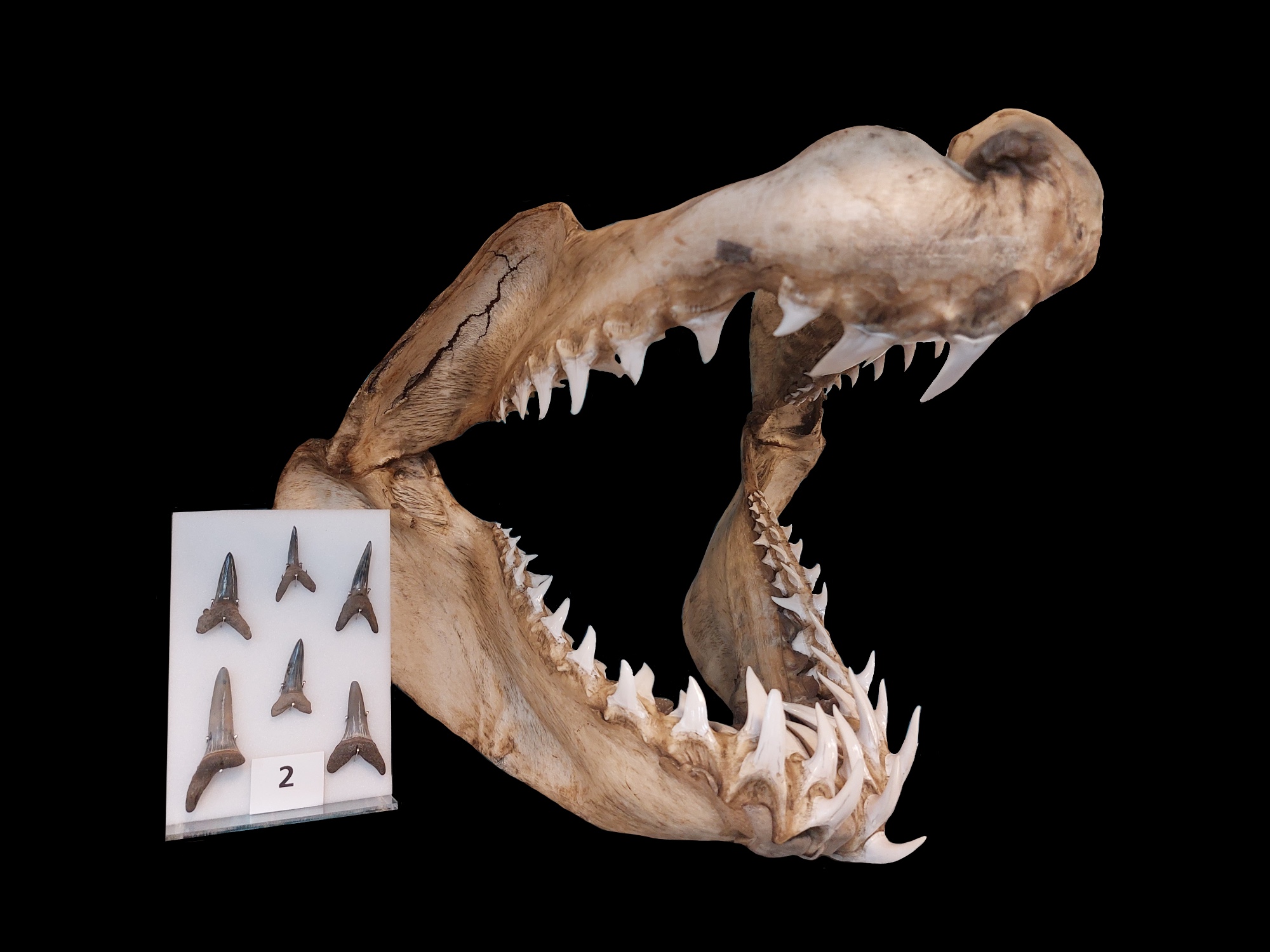 Jaws of an extant mako, Isurus oxyrhuinus, and fossil lamniform teeth