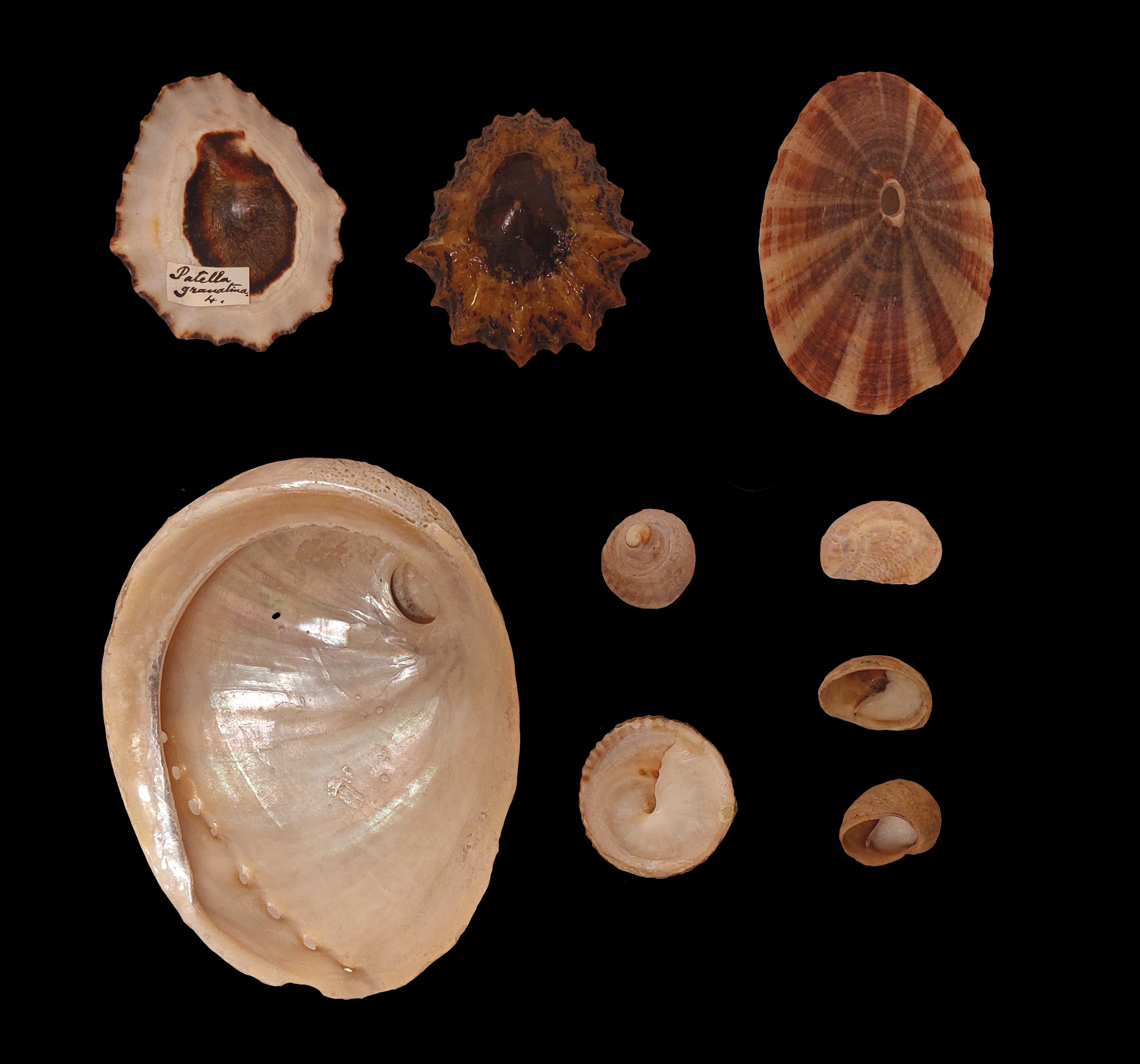 An image of some limpets including Fissurella, Calyptraea and Crepidula