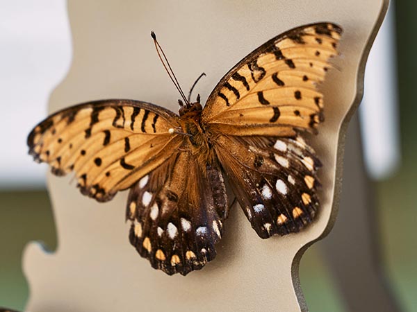 A Little Look at... Flying Animals | Oxford University Museum of ...