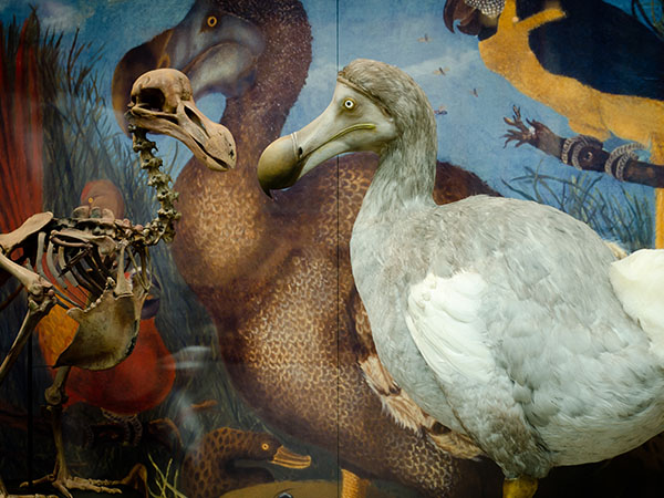 Dead as a Dodo: The Haunted Heritage of Extinction’ | Oxford University ...