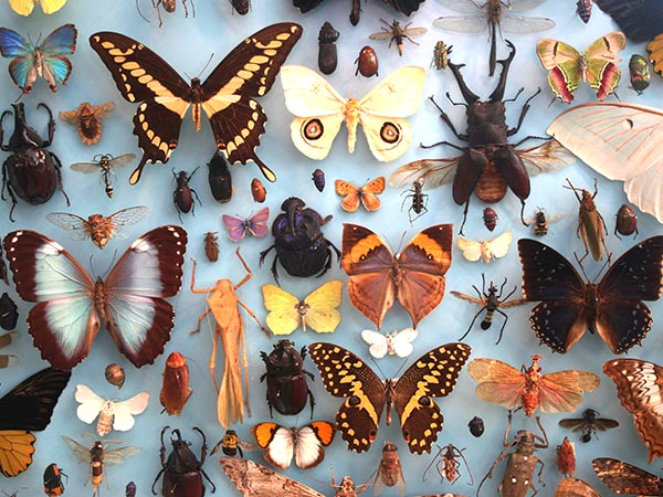 Incredible Insects | Oxford University Museum of Natural History