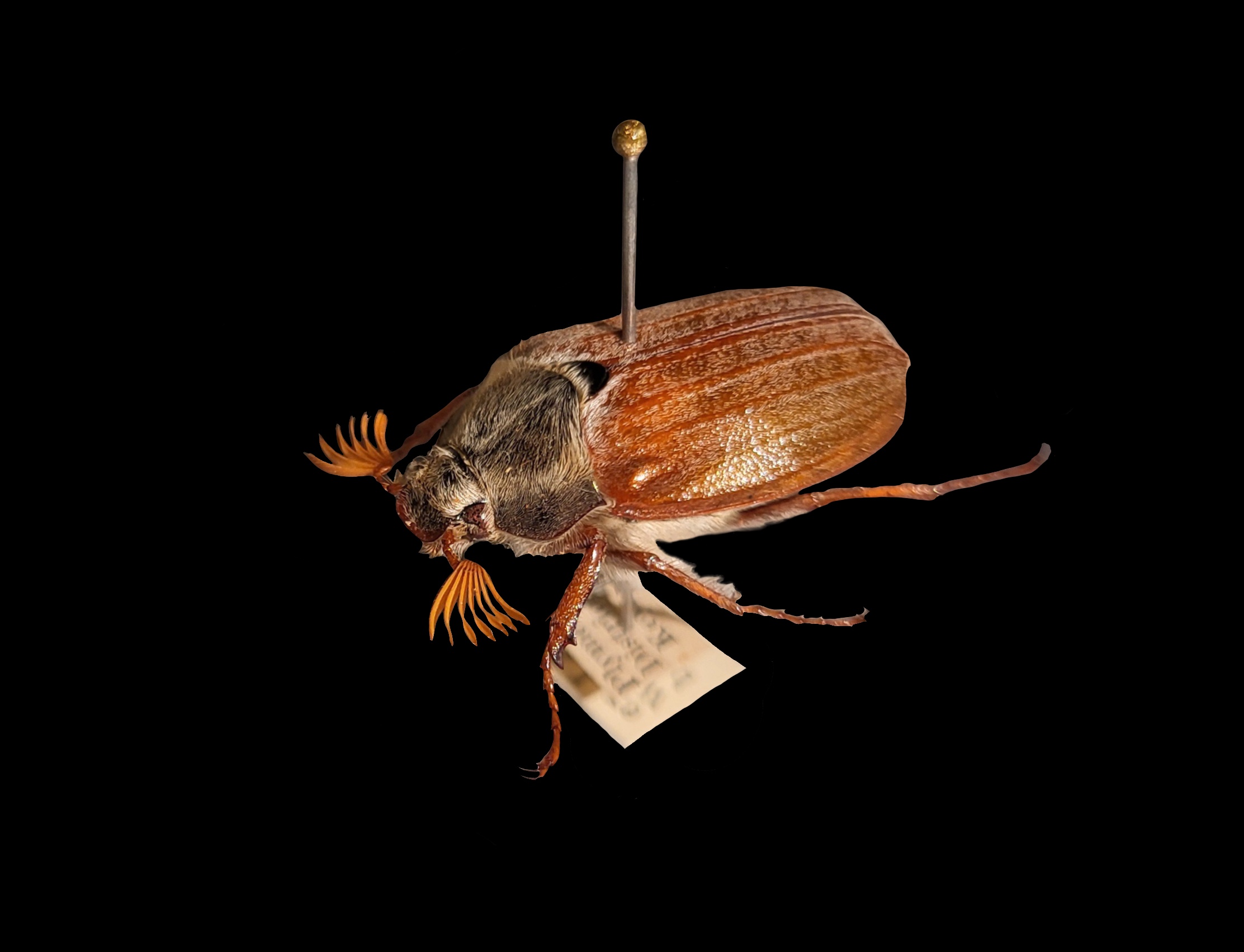 A pinned cockchafer beetle