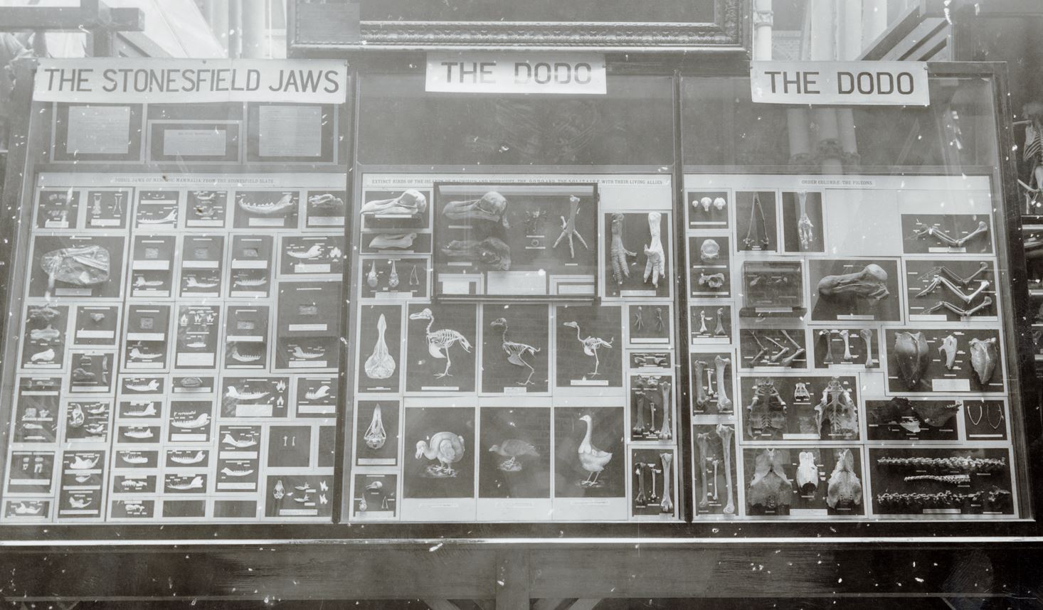 Illustrations and text panel from a past display on mammals