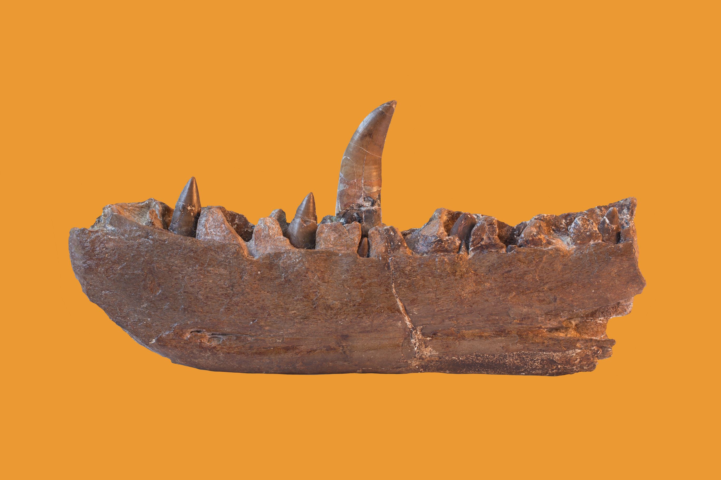 Megalosaurus type specimen, a fossilised jawbone with teeth
