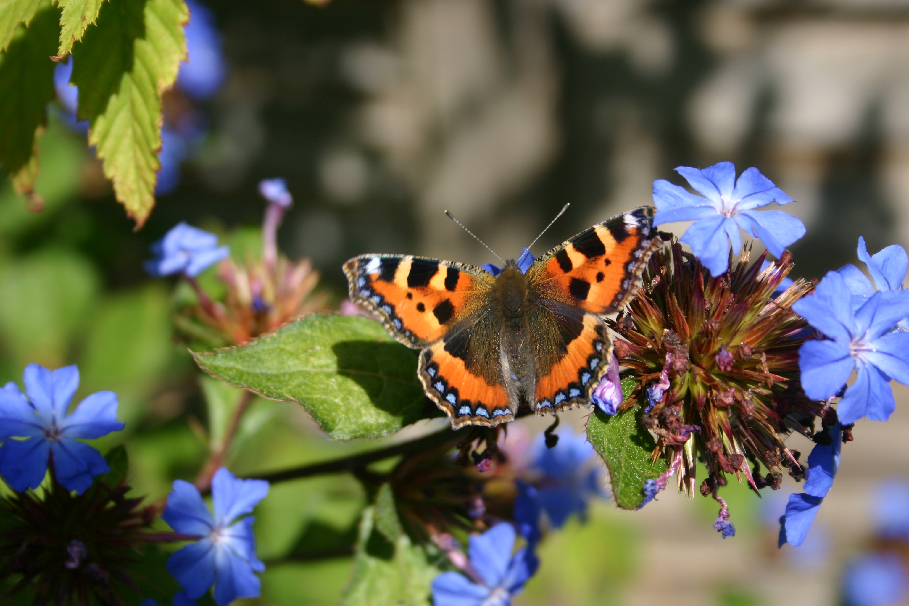 HOPE Learning for Teachers | Oxford University Museum of Natural History