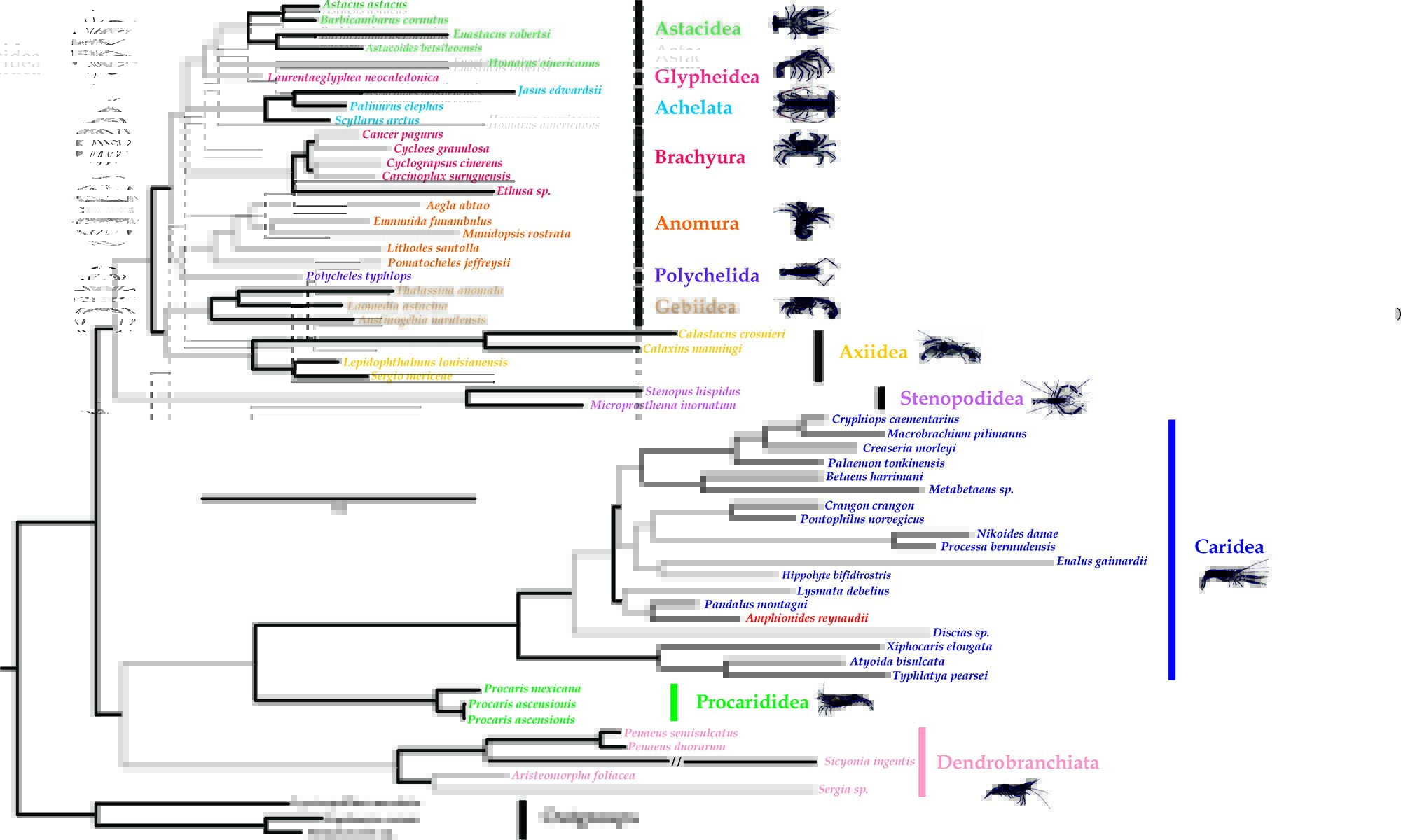 write a brief essay on arthropods evolution