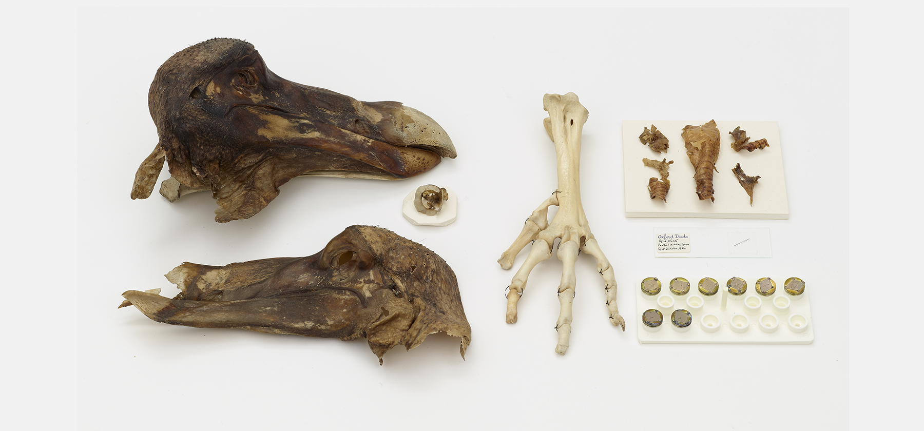 Rare Dodo Composite Skeleton Goes On Sale