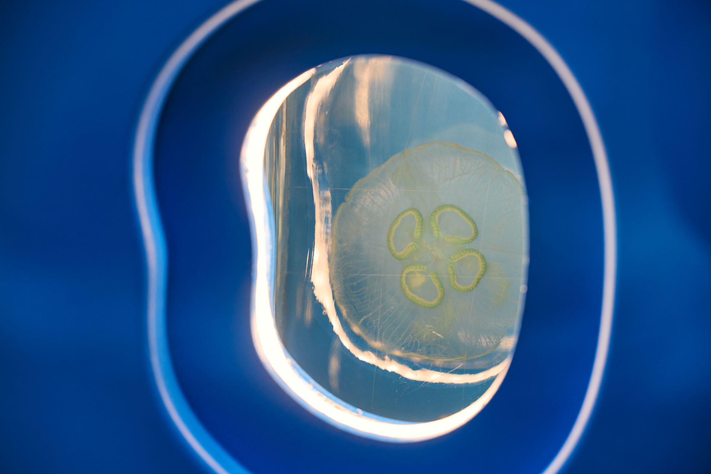 Ecosystems Oxford University Museum Of Natural History