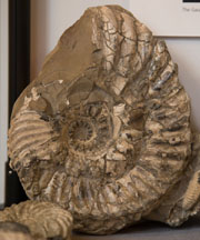 gault ammonite