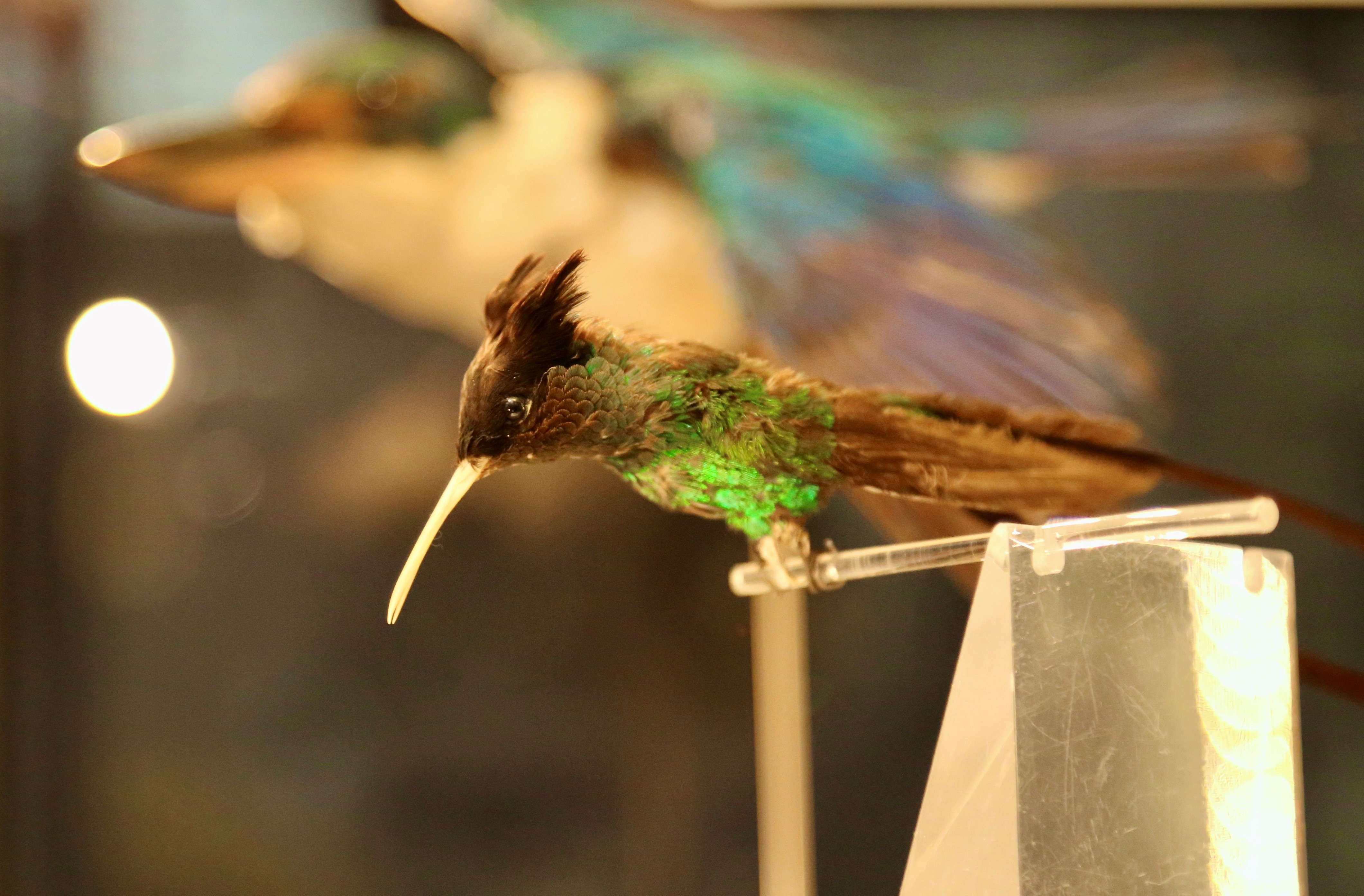 A taxidermy hummingbird that has been preserved by one of our Conservators