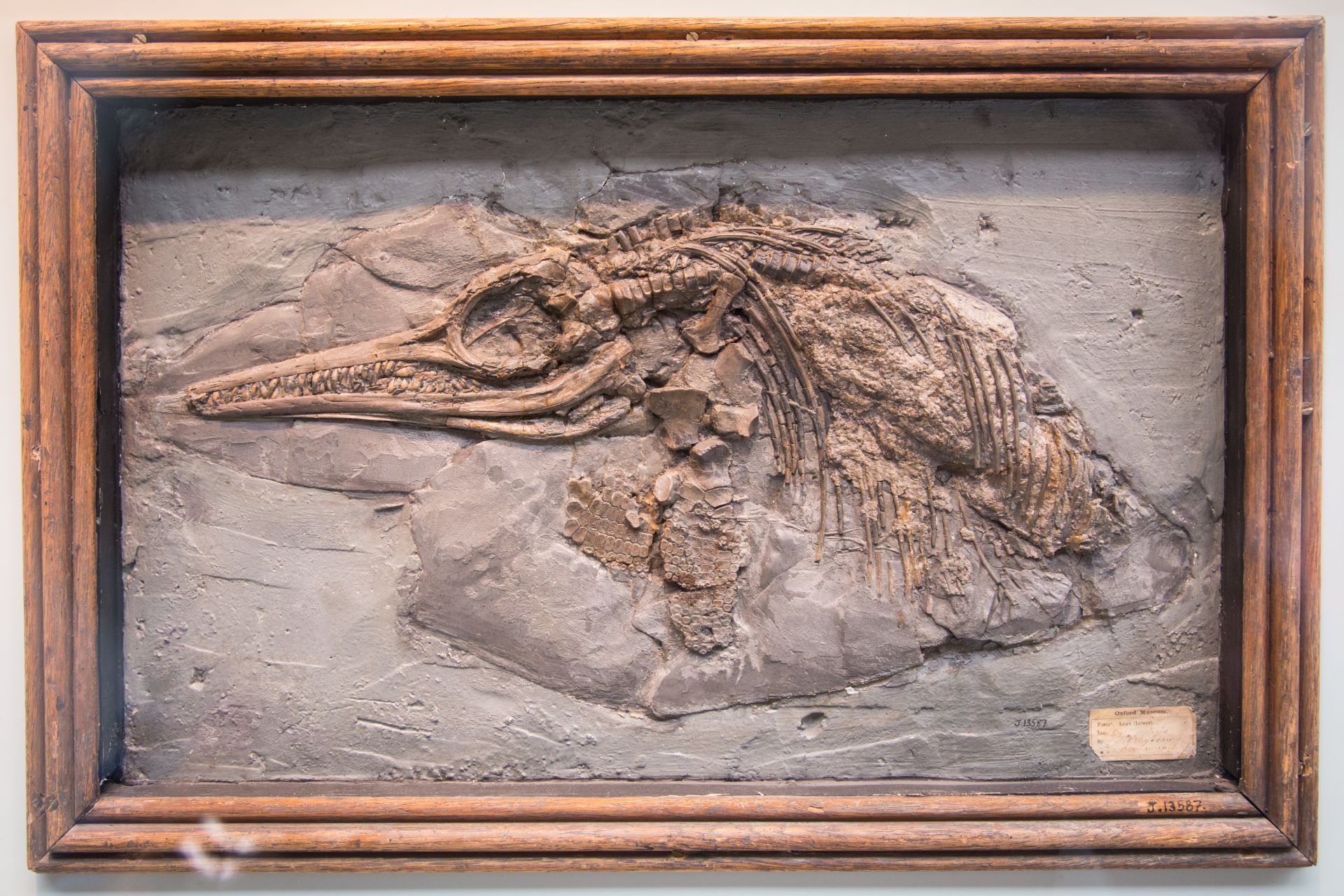 Fossil Evidence Oxford University Museum of Natural History