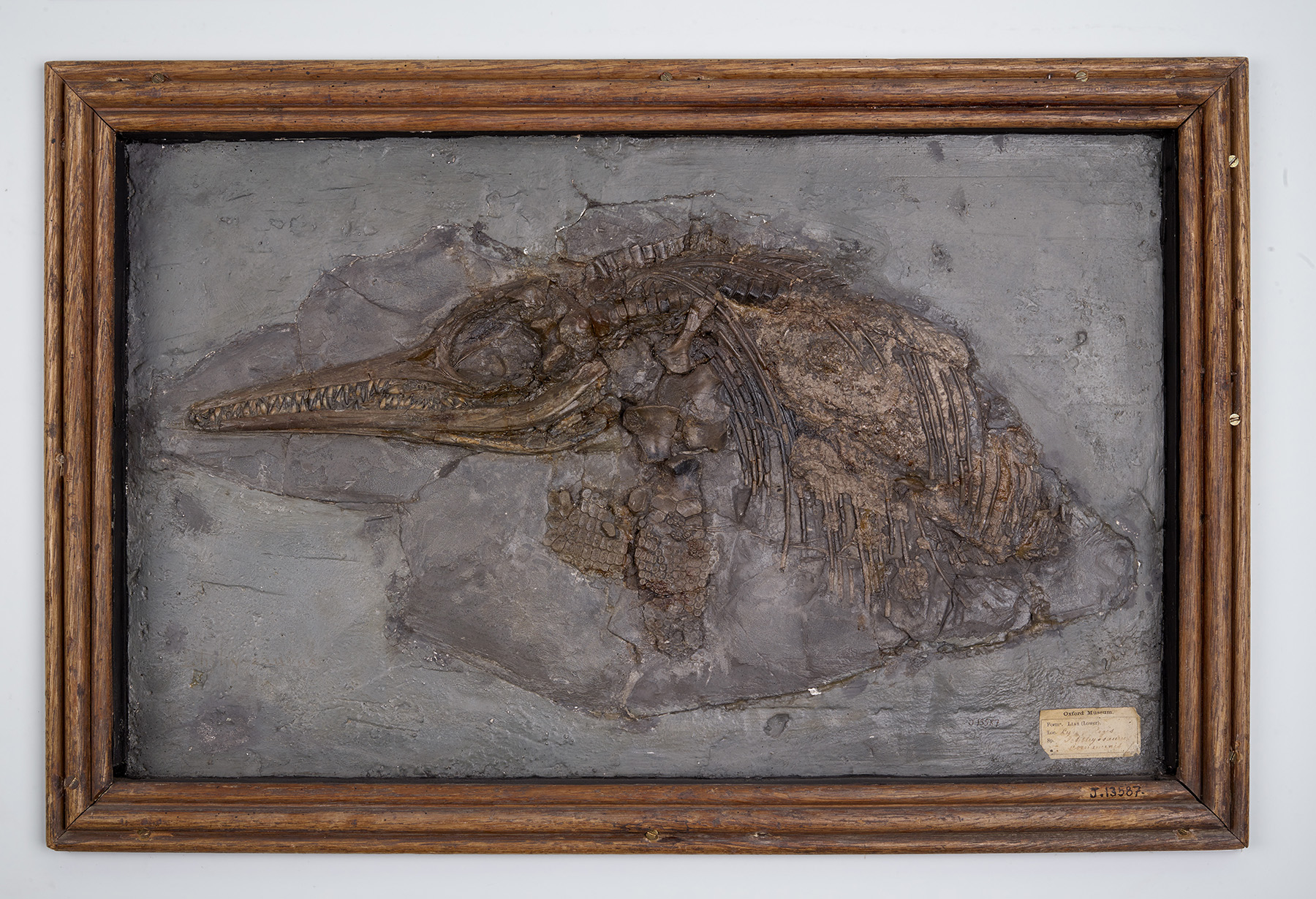 Partial skeleton of a young ichthyosaur.