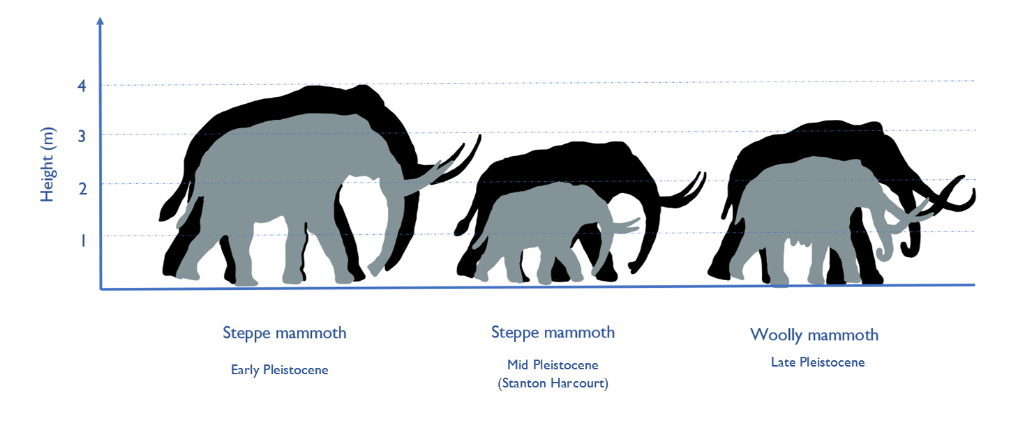 A graph showing the relative sizes of mammoths during the Pleistocene. 