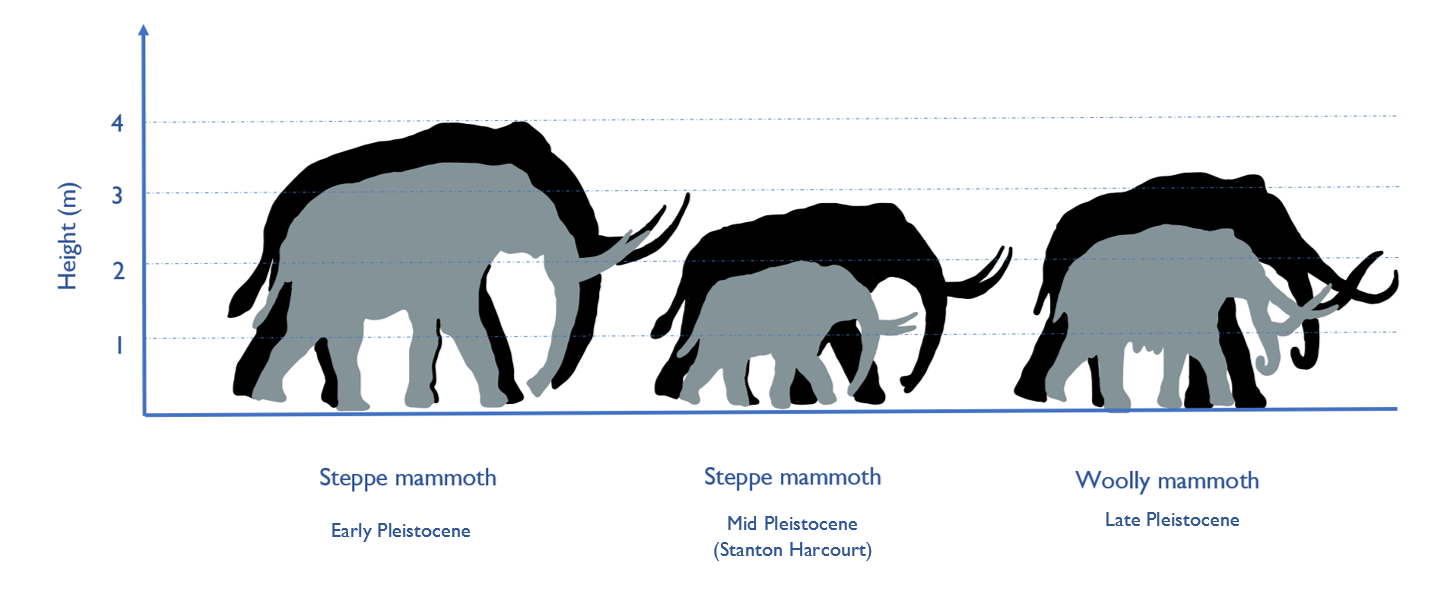 woolly-mammoth-compared-to-elephant-size