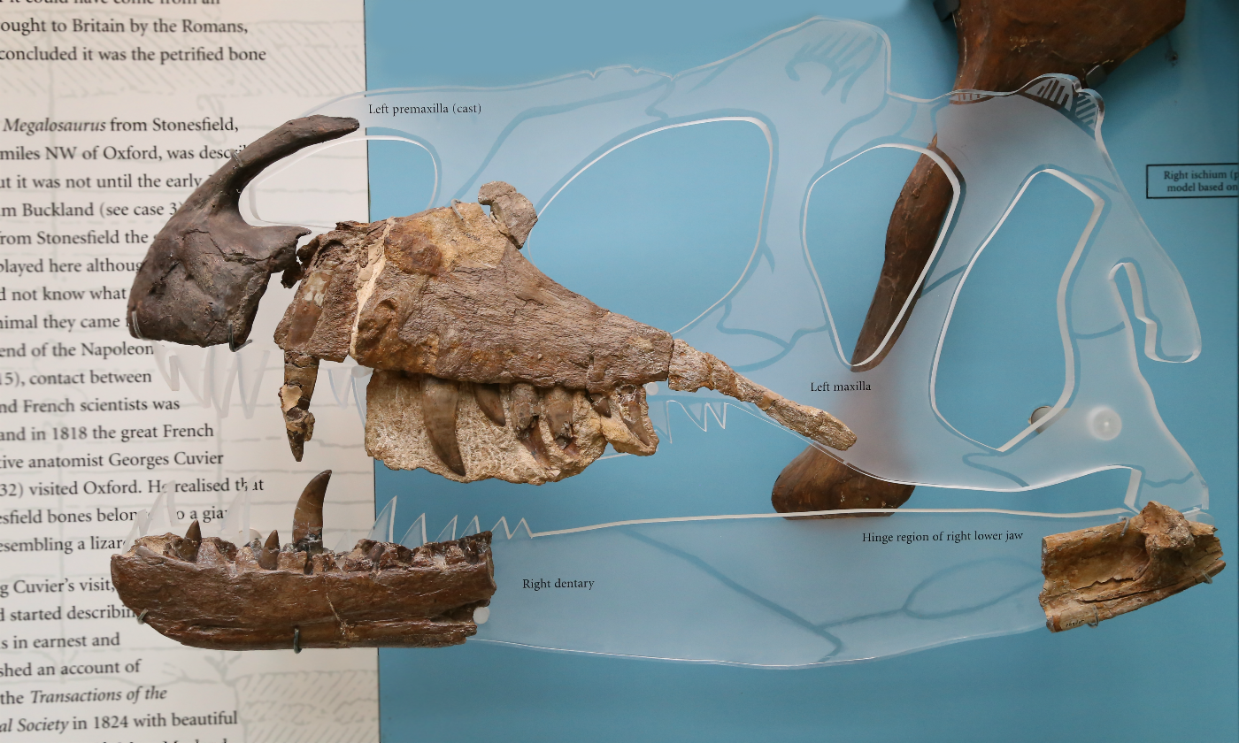 megalosaurus skull