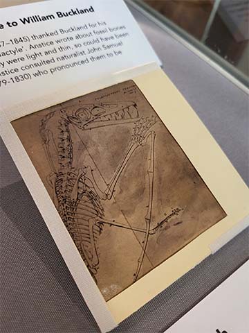 Photograph of a pterodactyl lithograph