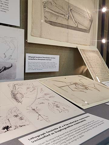 Various objects and labels in the 'Ptero-fying creatures of the sky' display