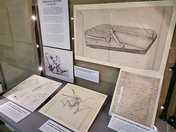 Various objects and labels in the 'Ptero-fying creatures of the sky' display