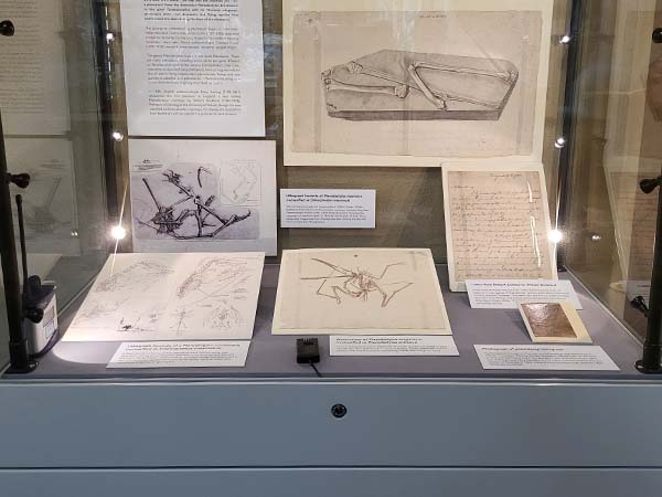 Various objects and labels in the 'Ptero-fying creatures of the sky' display