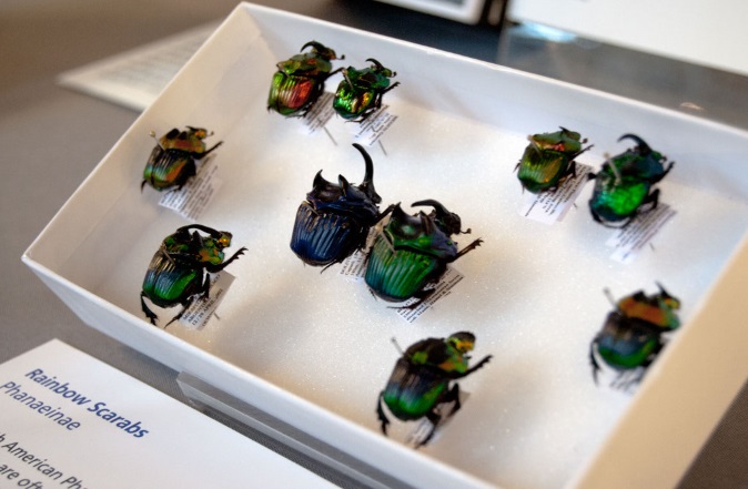 Delightful dung beetles | Oxford University Museum of Natural History