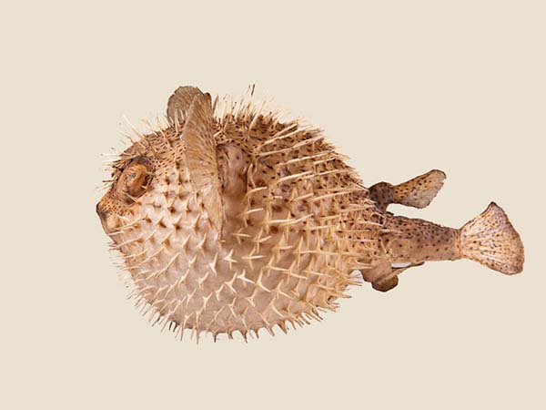 The incredible diversity of 'skin' | Oxford University Museum of ...