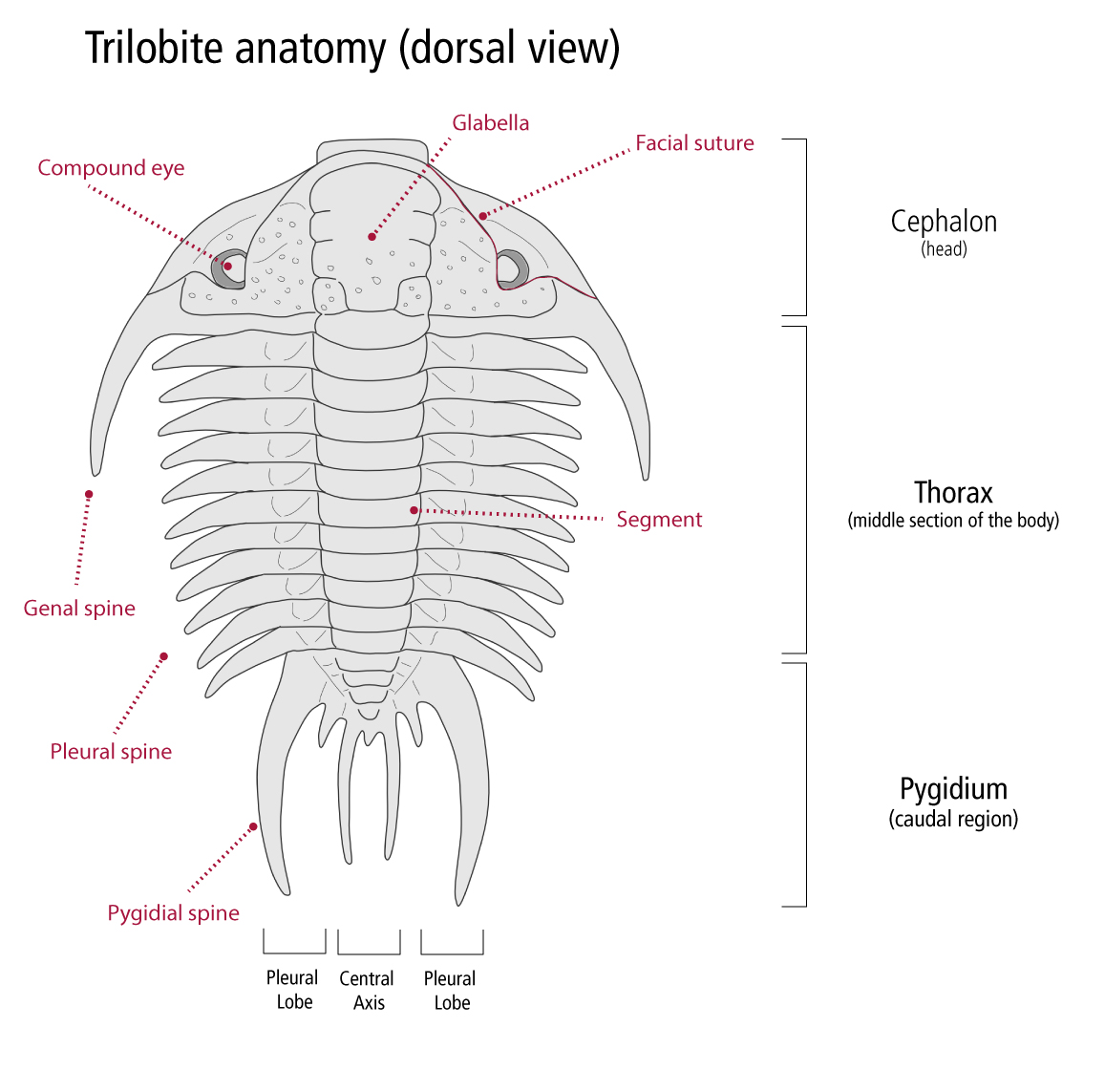 trilobite anatomy