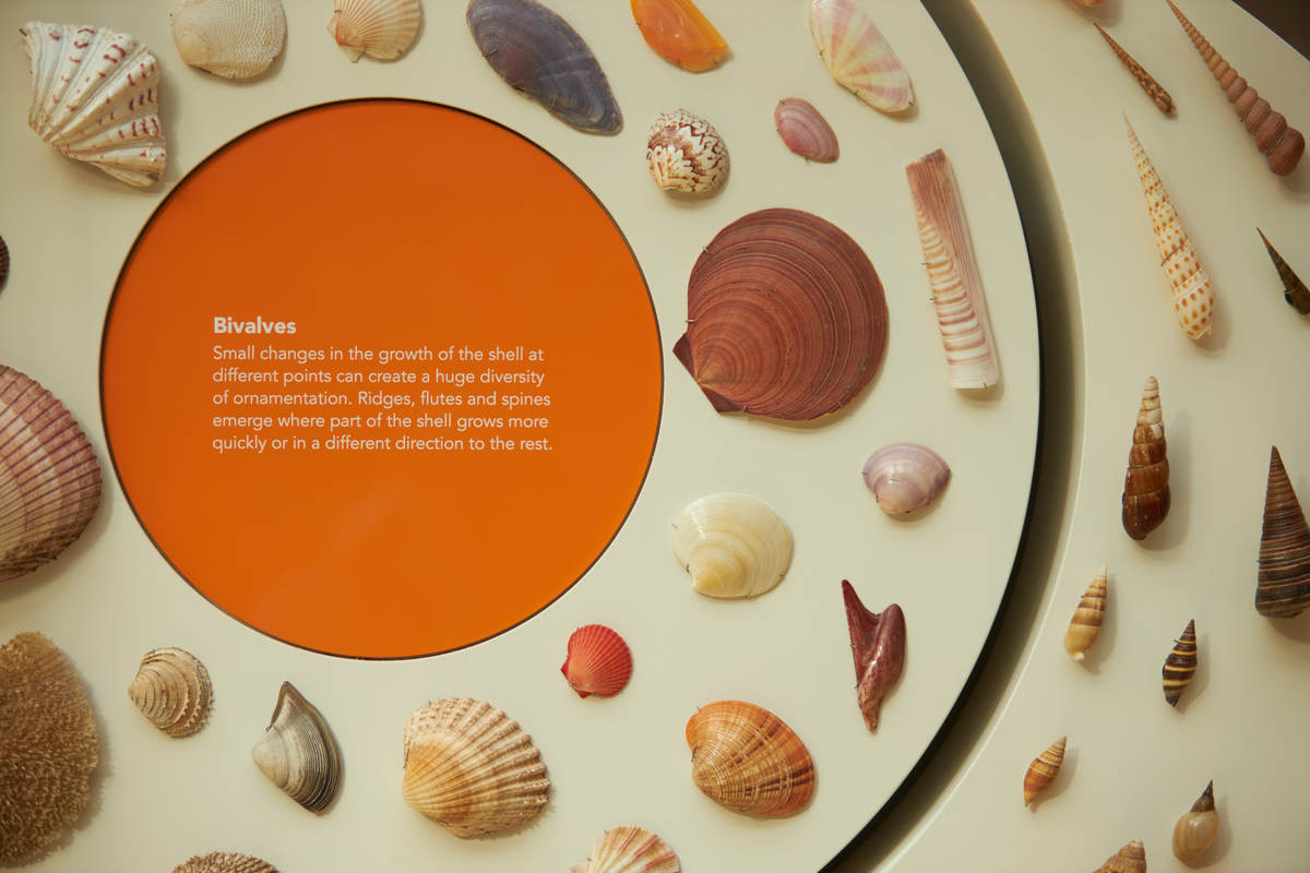 How to Grow a Shell | Oxford University Museum of Natural History