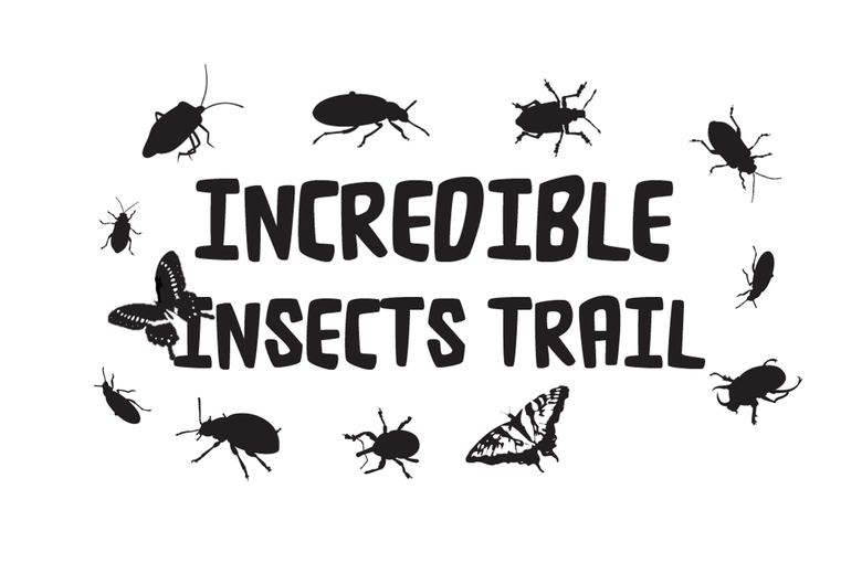 Incredible Insects Trail