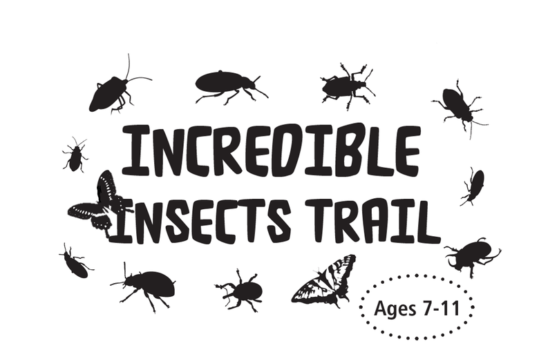 Incredible Insects Trail Ages 7 to 11