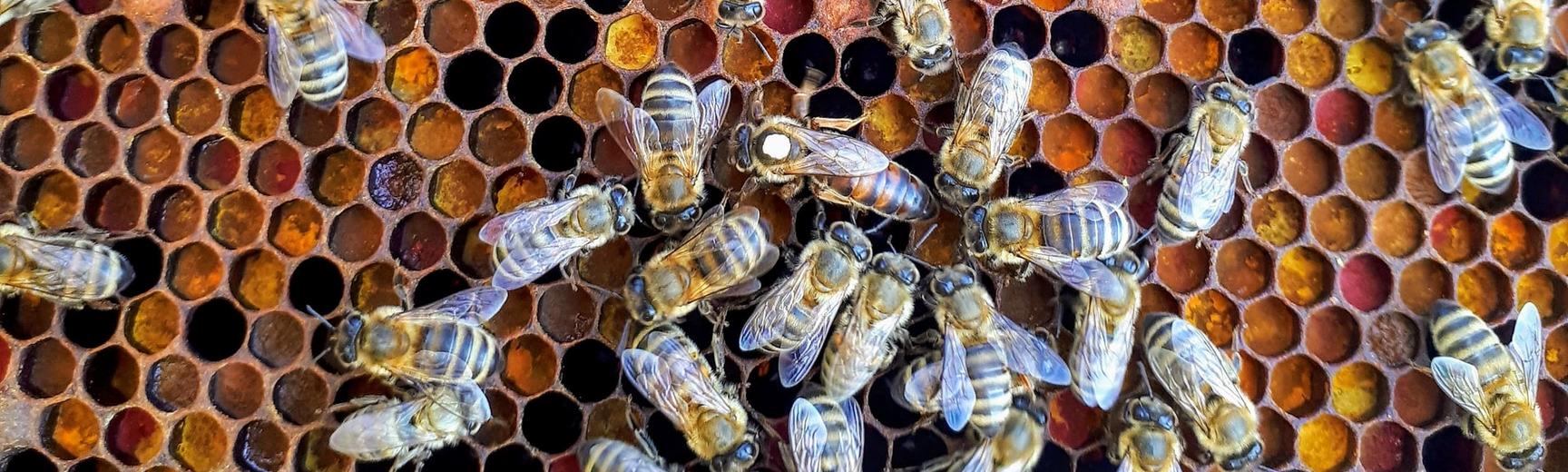 Image of bees taken by Boba Jaglicic