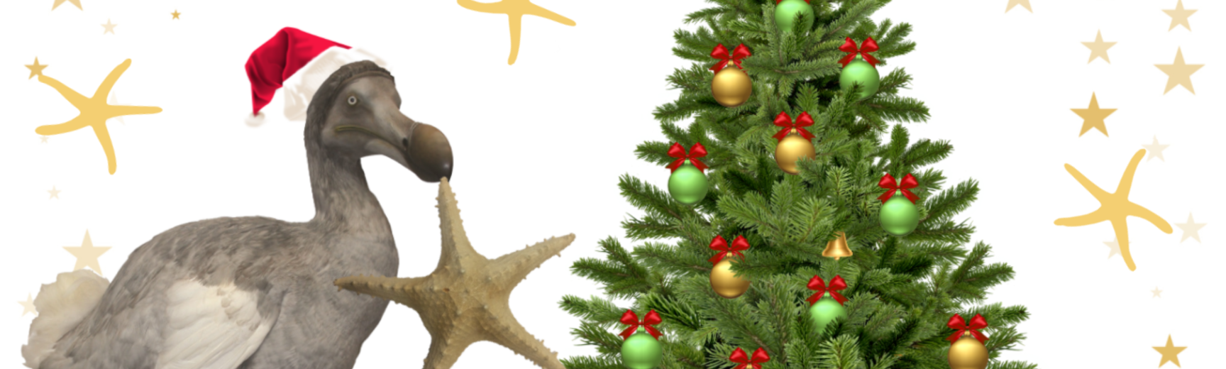 An image of a Christmas tree on the right with gold and red baubles, on the left side a grey Dodo wearing a red Christmas hat hold a starfish in its mouth. The image has a white background with stars around the outer edges. 