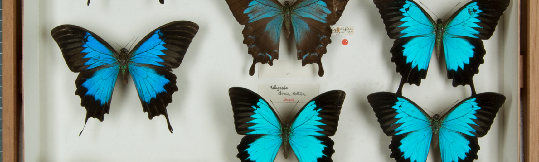 Alfred Russel Wallace collection at the Museum of Natural History