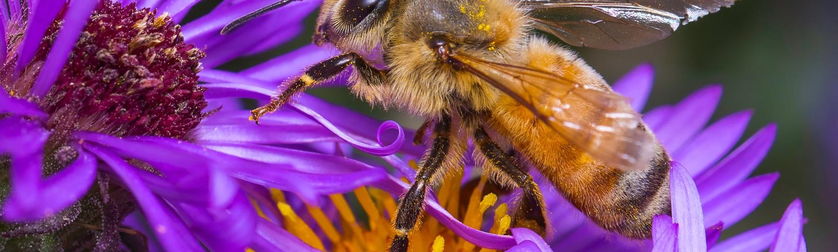 Bee on a flower by Dustin Humes