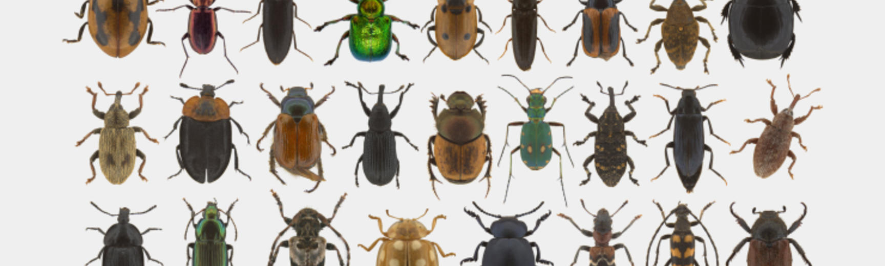 A collections of colourful British insects, unique-beetle fauna of Witherslack in Cumbria UK.