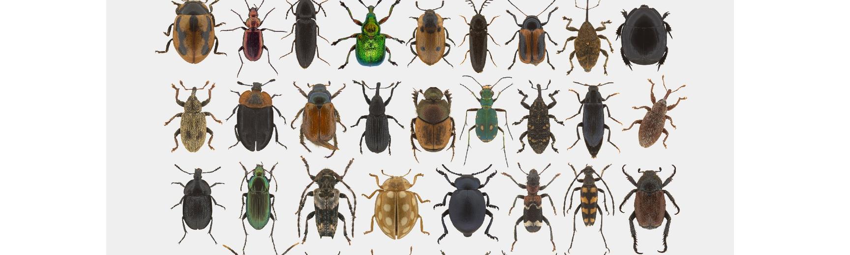 Colourful insects from the HOPE collection on a white background