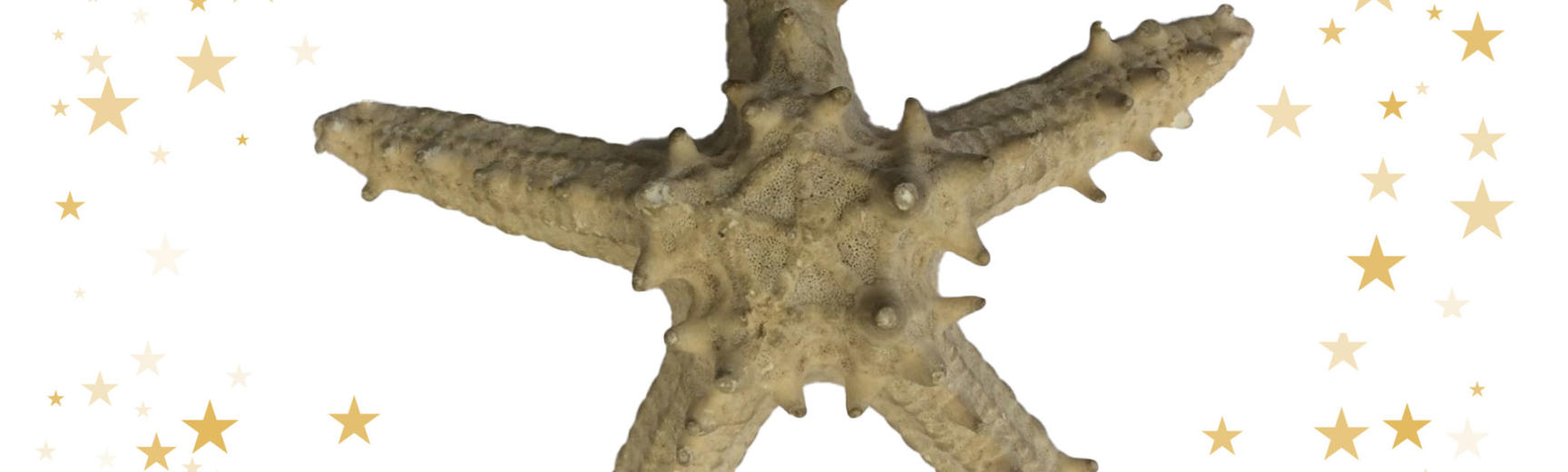 An image of a starfish specimen against a white background, with stars around the edges of the image