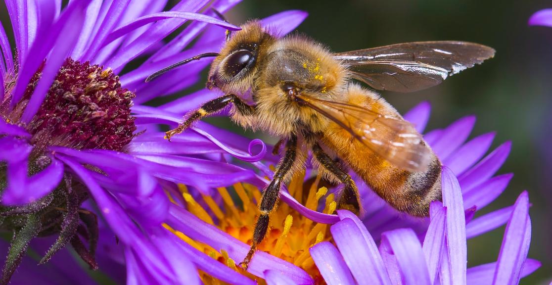 Bubble and bee organic case study solution 08 picture