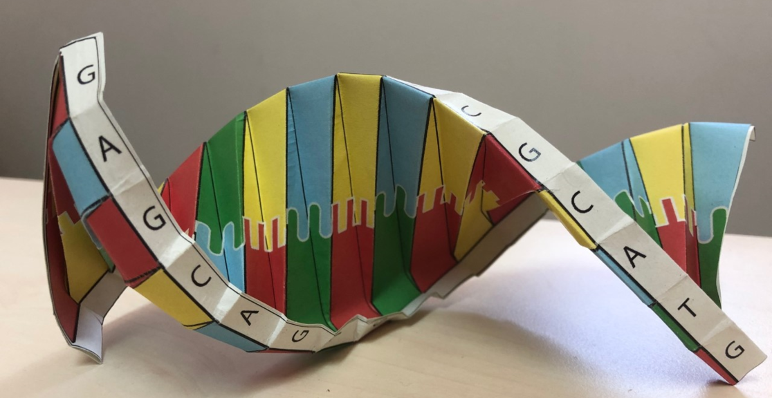 Activity: DNA origami | Oxford University Museum of Natural History