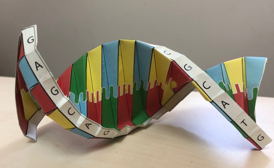 Activity: DNA origami | Oxford University Museum of Natural History