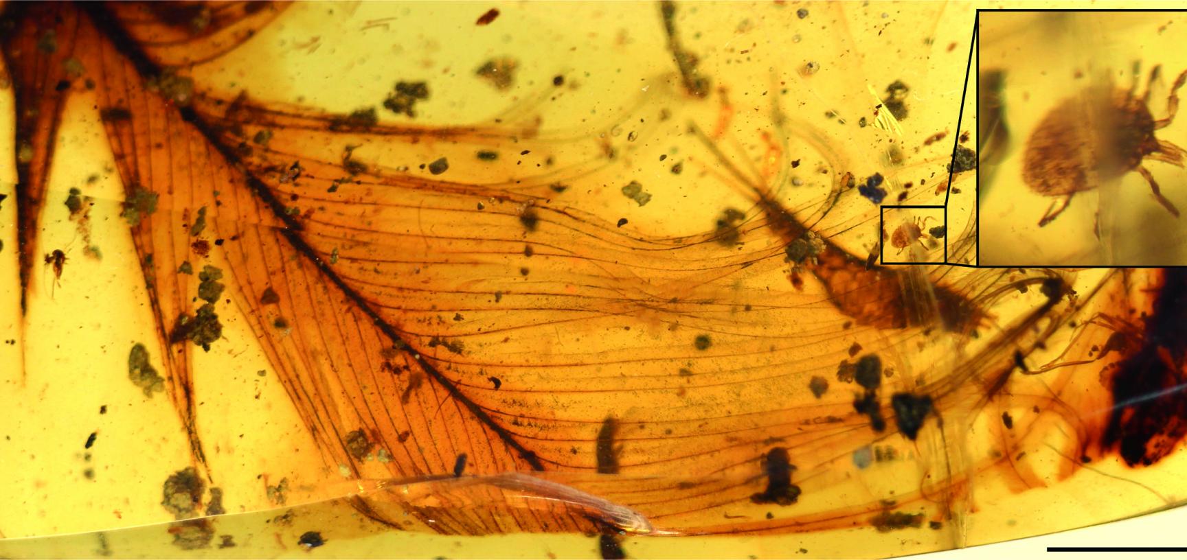 A Cornupalpatum burmanicum tick grasping a feather in 100-million-year-old Burmese amber.