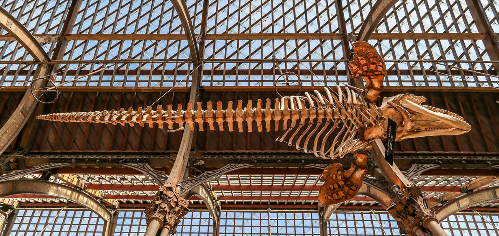 Killer whale (Orcinus orca) suspended skeleton, photographed from below