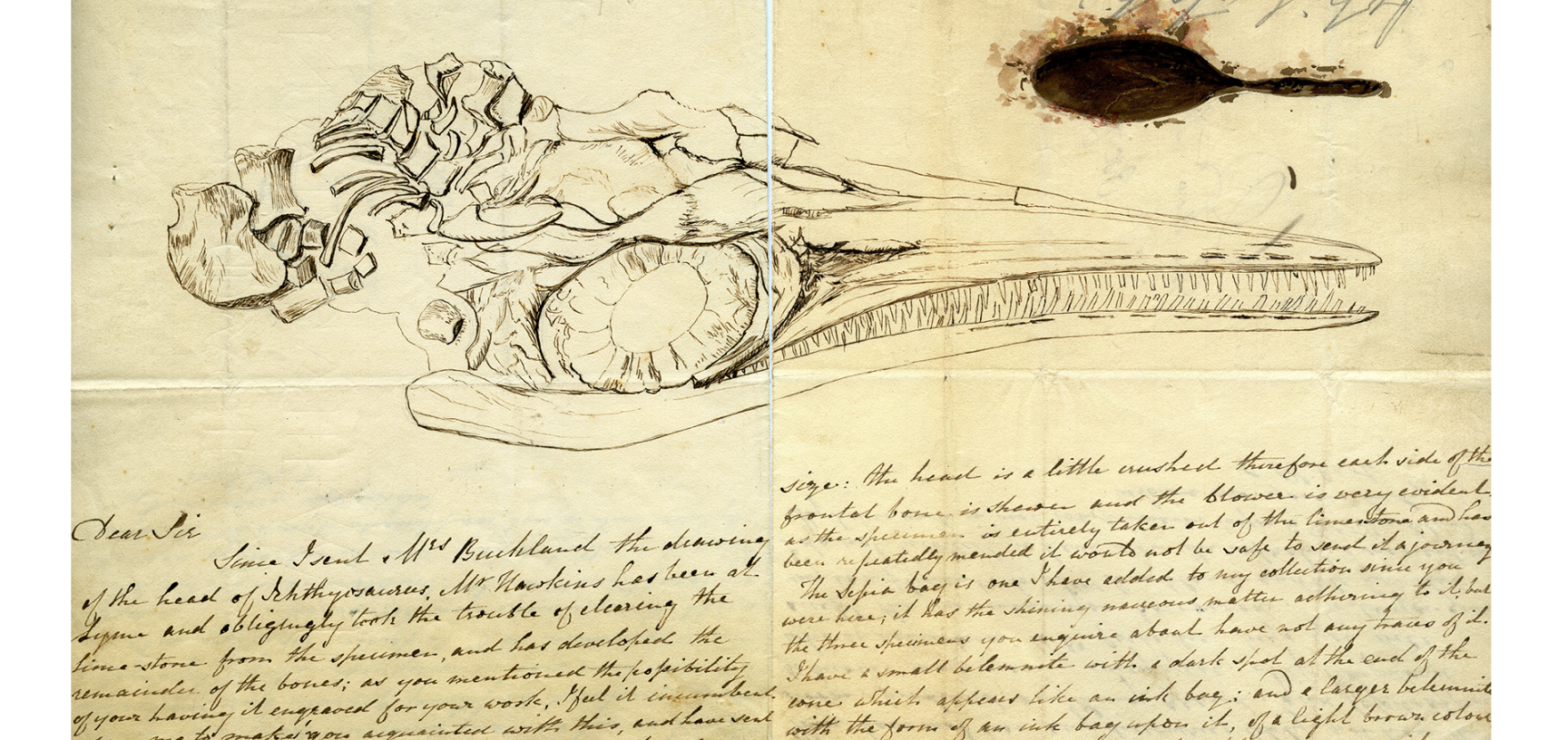 A letter from Elizabeth Philpot to William Buckland, c. 1833, containing a sketch of the same ichthyosaur skull after preparation, and a fossil ink sac painted in fossil squid ink.