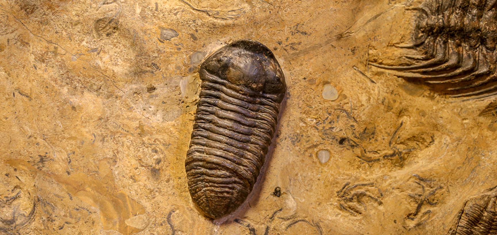 Trilobite wall | Oxford University Museum of Natural History