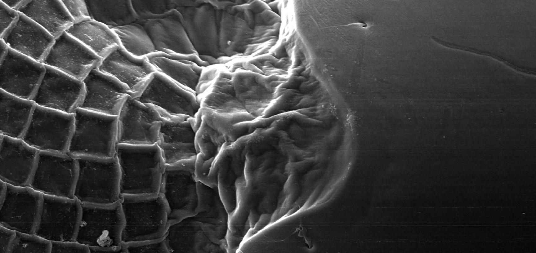 write a brief essay on arthropods evolution write a brief essay on arthropods evolution