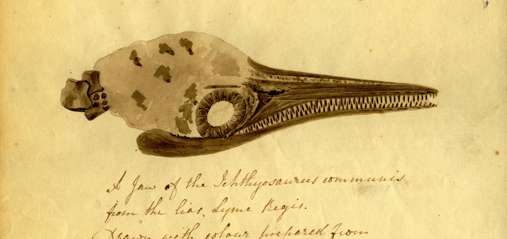 A letter from the palaeontologist Elizabeth Philpot to Mary Buckland, dated 9 December 1833, containing a sketch of an ichthyosaur skull painted in ink from a fossil squid of the same age as the ichthyosaur.