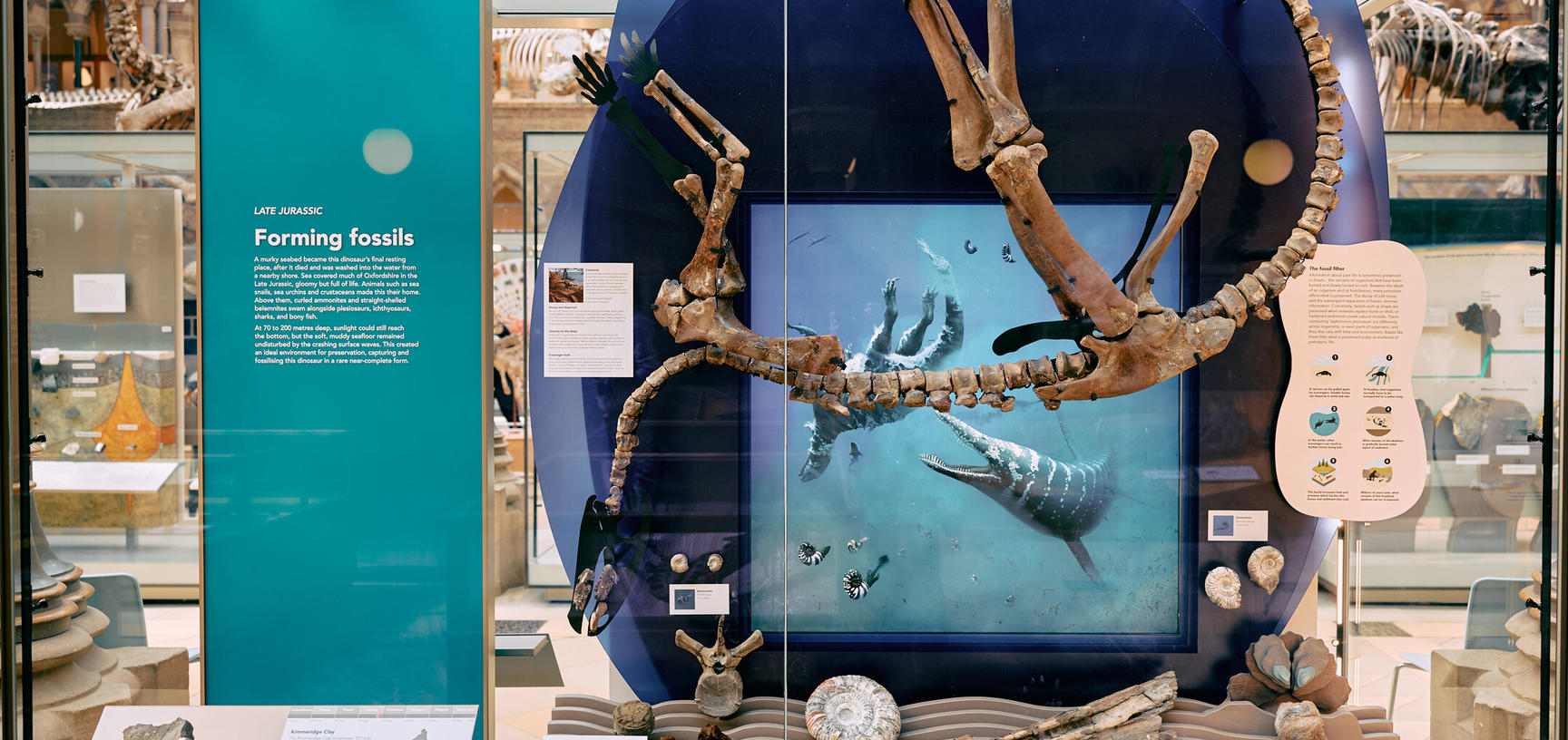Photograph of museum exhibit showing dinosaur skeleton upside down as if sinking through an illustrated ocean backdrop