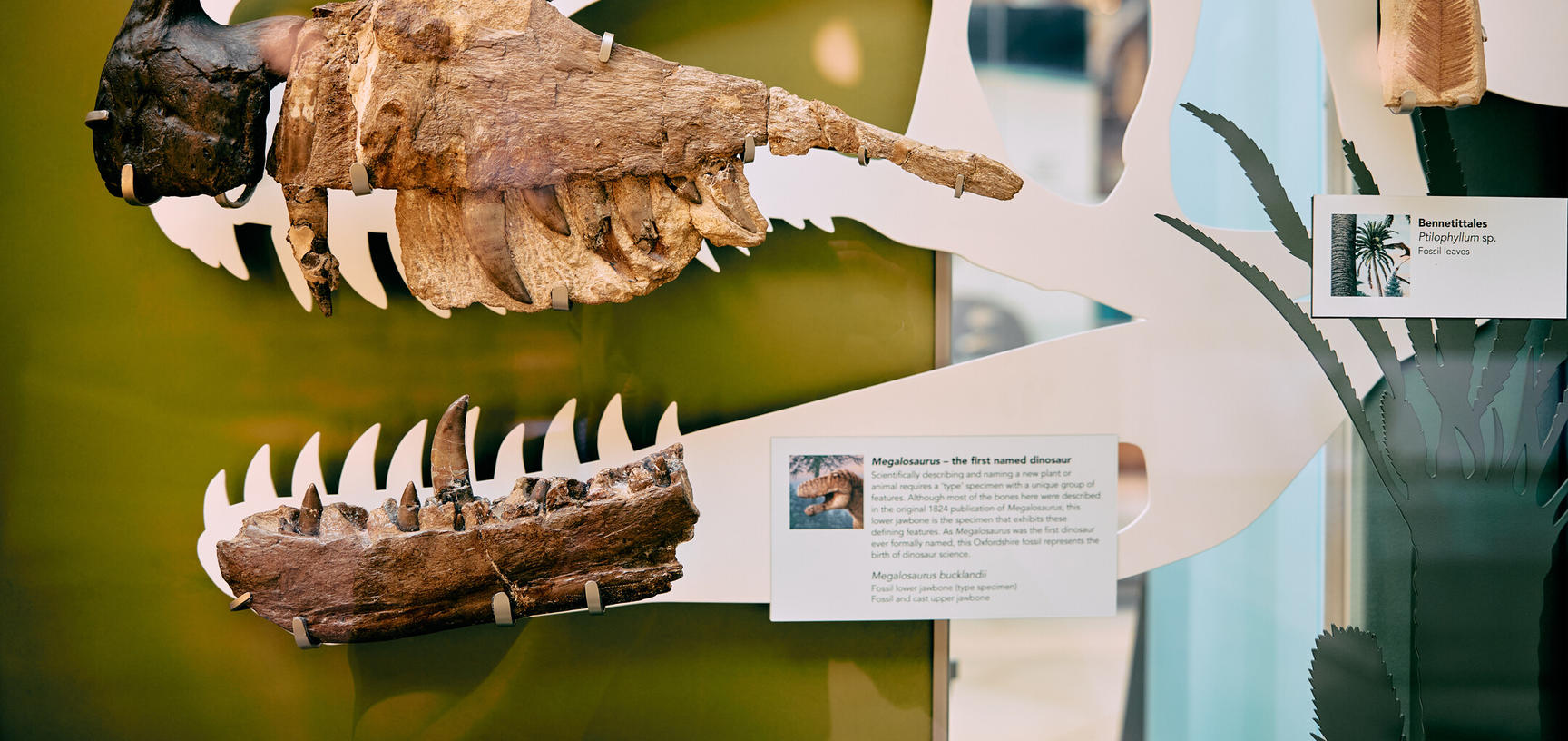 Photograph of museum exhibit of fossil dinosaur lower jaw showing recurved teeth