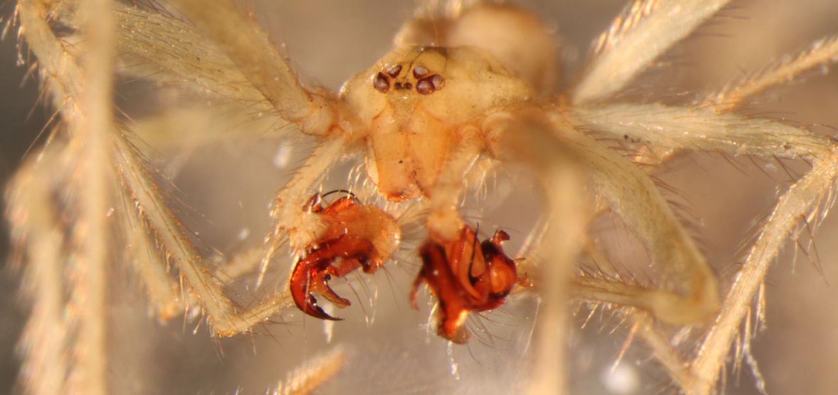 Male Nesticus georgia, with elaborately structured palps used to transfer sperm