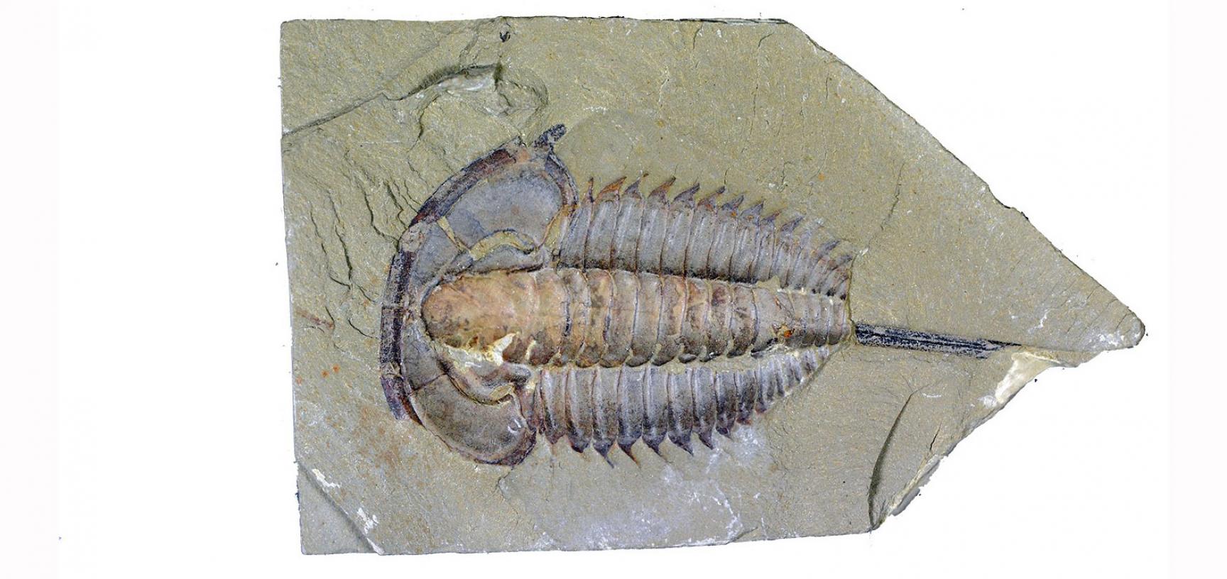 An exceptionally preserved trilobite from the Chenjiang biota, China