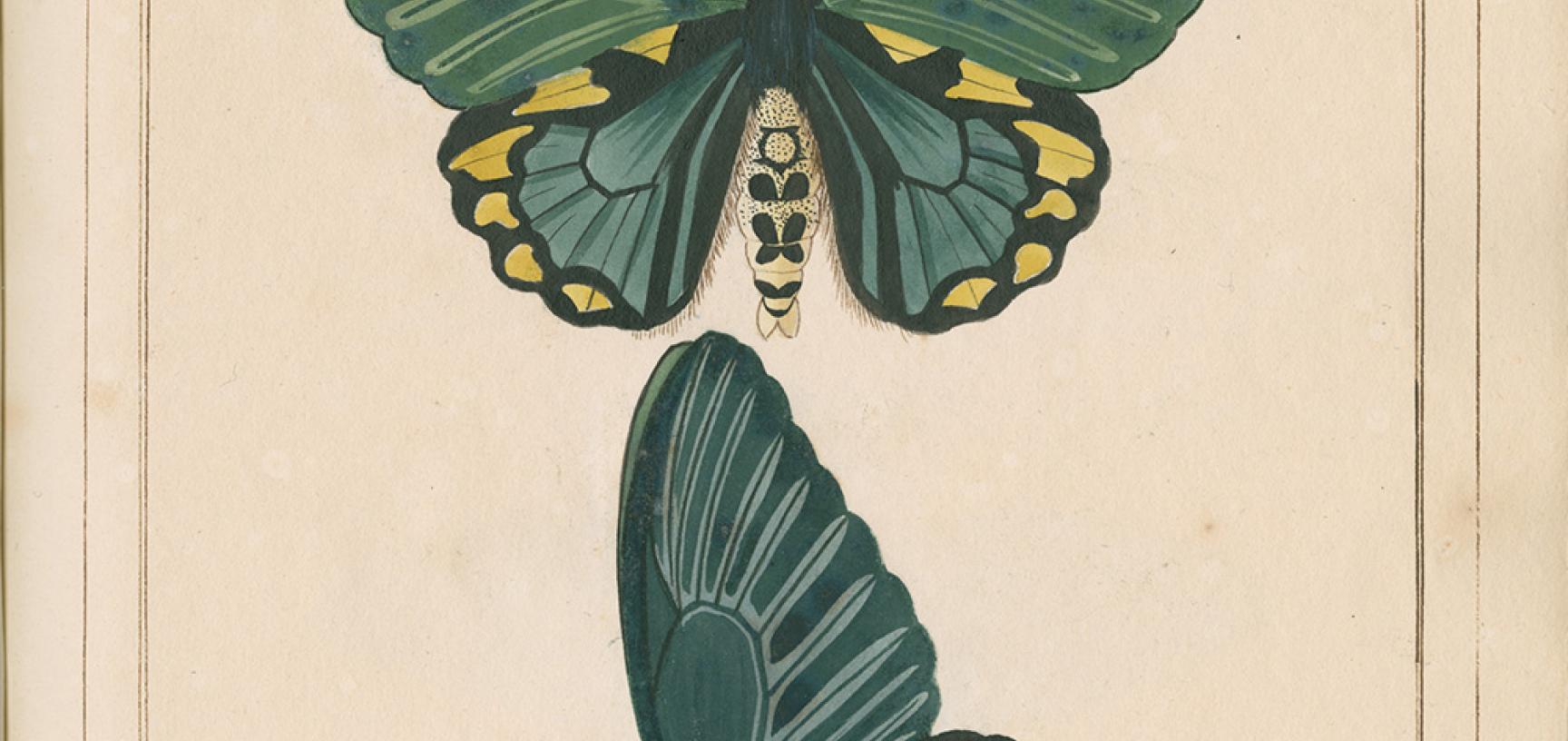 Papilio remus